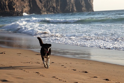 Dog on a sandy beach - royalty free stock photo